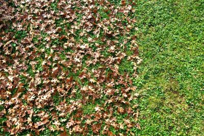 Leaves Removal from Landscape