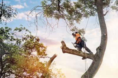 Specialized Tree Care Providers